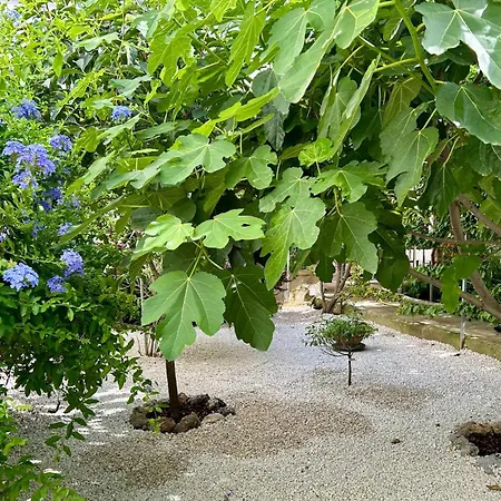 Don Alessandro סורבו